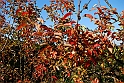 San damiano d'Asti - Colori d'autunno 2009_43